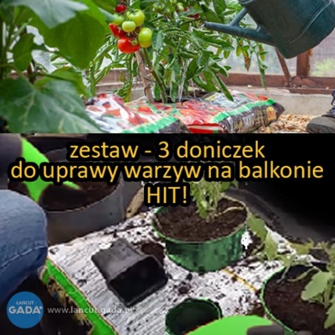 Uprawa warzyw w doniczkach spinanych na balkonie ? HIT 2023